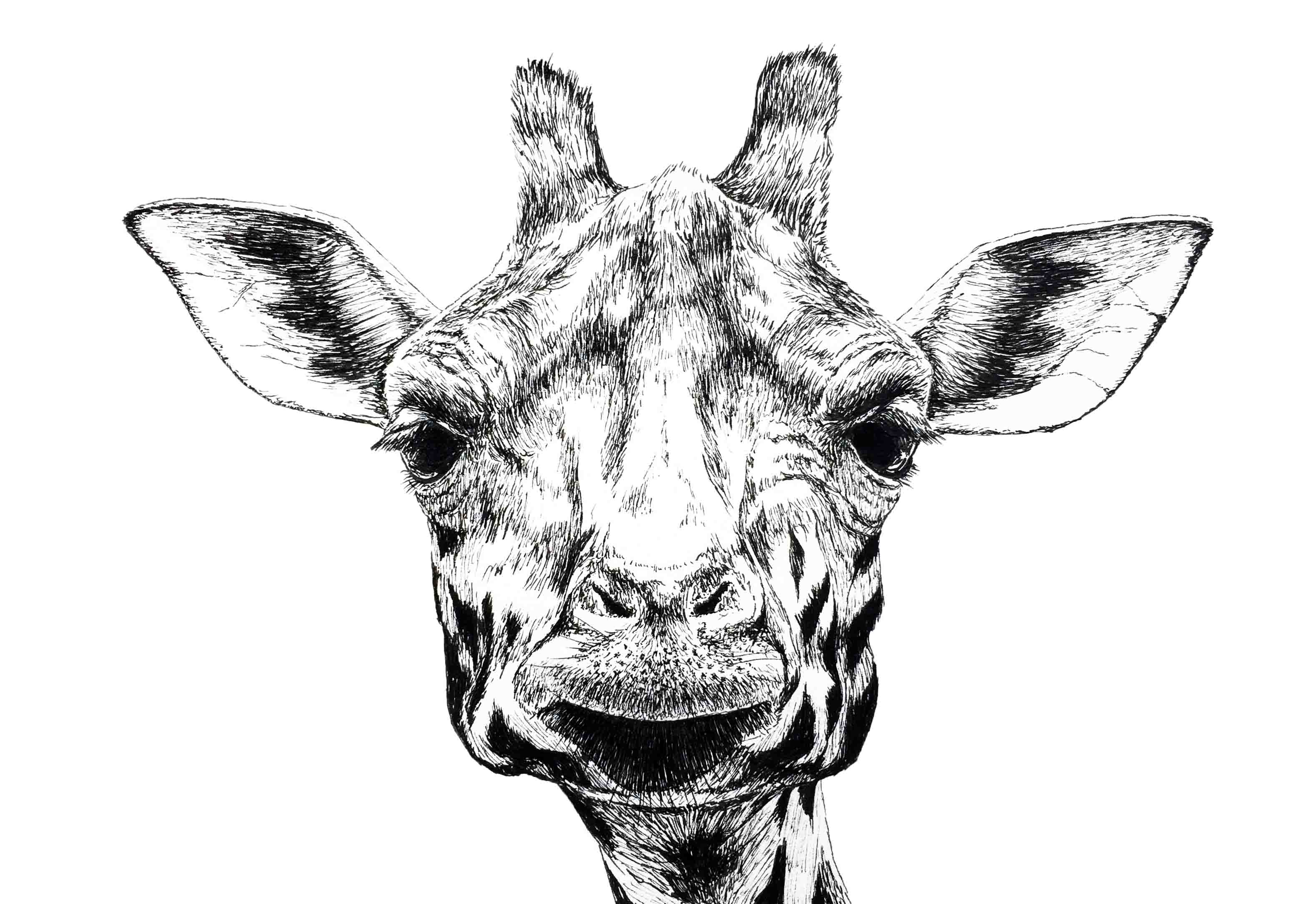 sketch of a giraffe