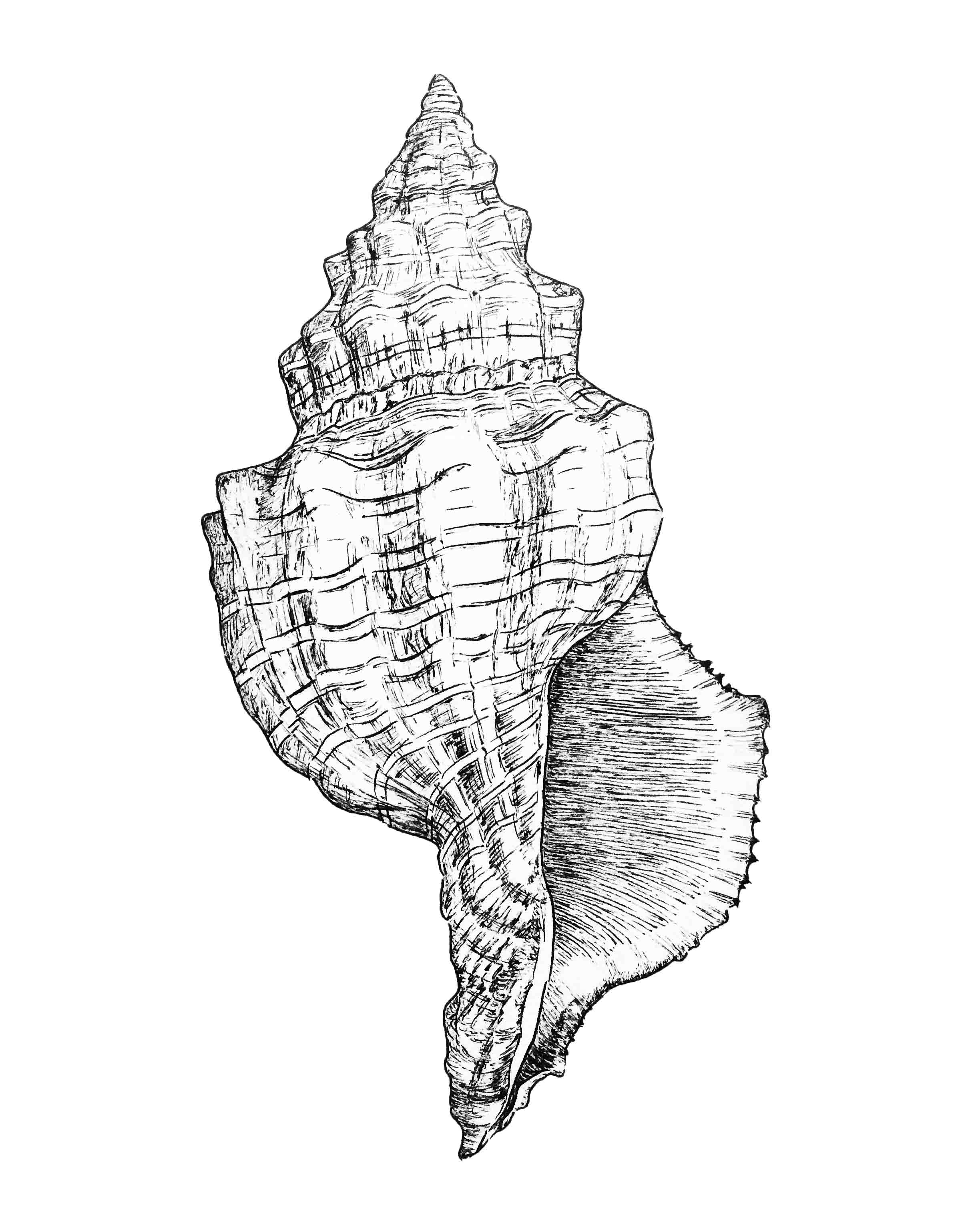 conch shell drawing